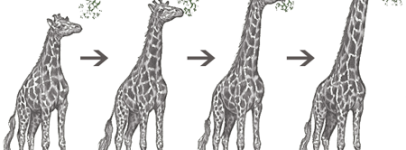 giraffe evolution