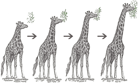 giraffe evolution