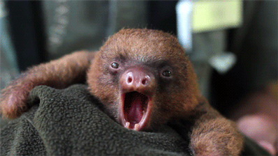 sloth yawn